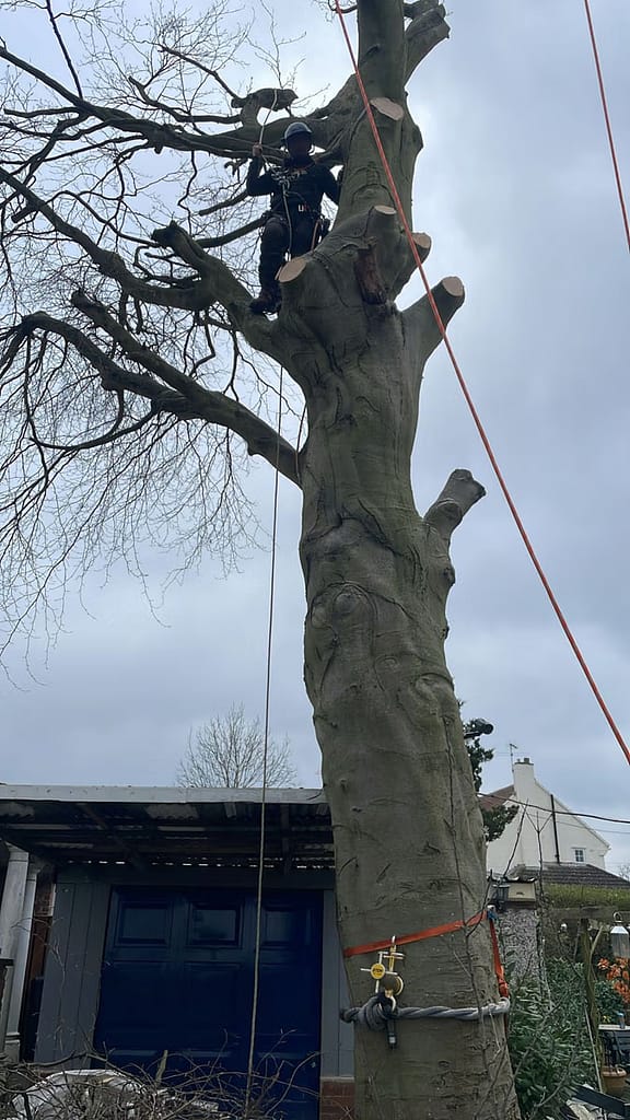 JRS Tree Services - Offering expert tree care and maintenance services, from tree removal to hedge trimming and preservation.