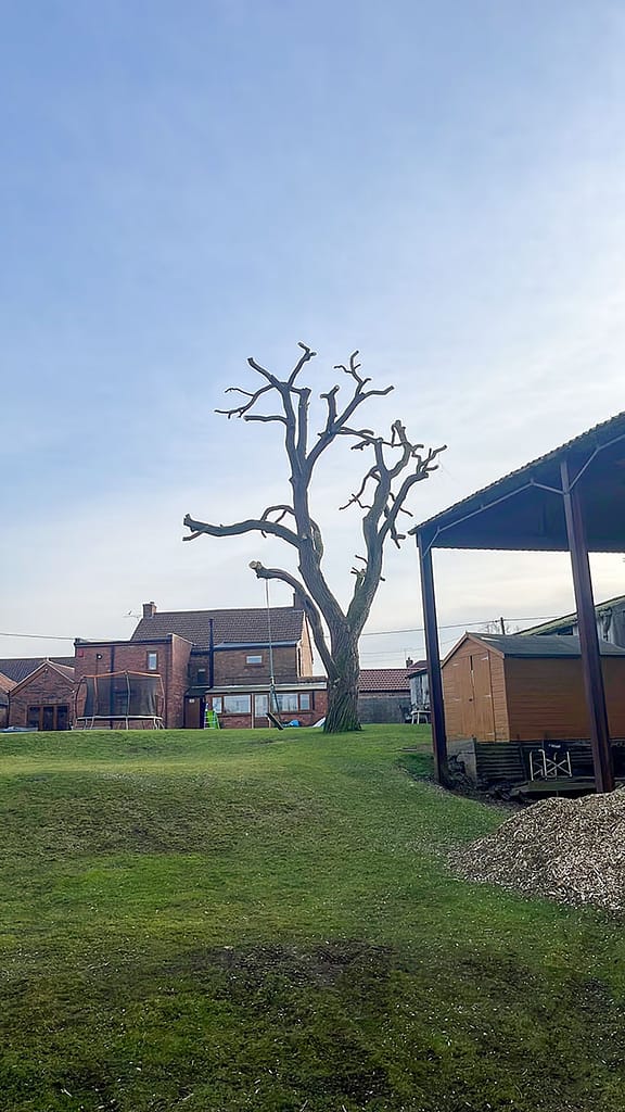 JRS Tree Services - Offering expert tree care and maintenance services, from tree removal to hedge trimming and preservation.