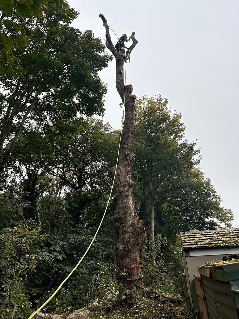 JRS Tree Services - Offering expert tree care and maintenance services, from tree removal to hedge trimming and preservation.