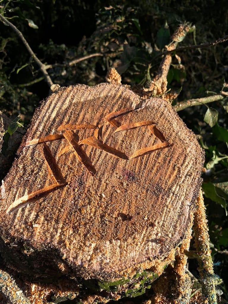 JRS Tree Services - Offering expert tree care and maintenance services, from tree removal to hedge trimming and preservation.