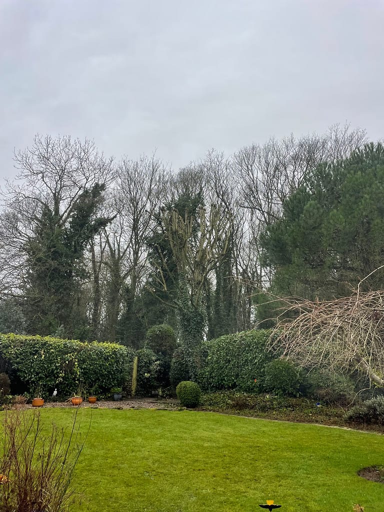 JRS Tree Services - Offering expert tree care and maintenance services, from tree removal to hedge trimming and preservation.