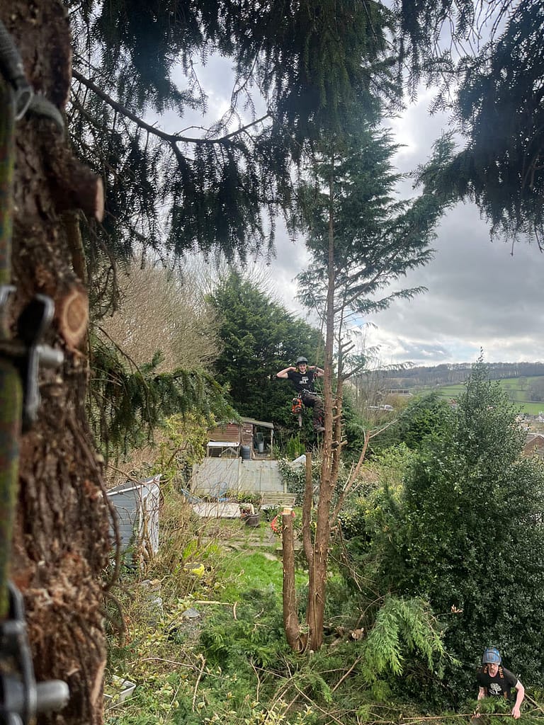 JRS Tree Services - Offering expert tree care and maintenance services, from tree removal to hedge trimming and preservation.