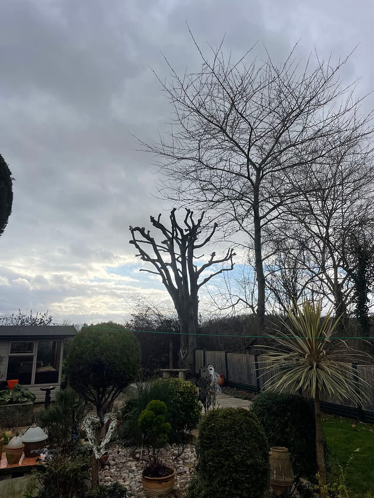 JRS Tree Services - Offering expert tree care and maintenance services, from tree removal to hedge trimming and preservation.