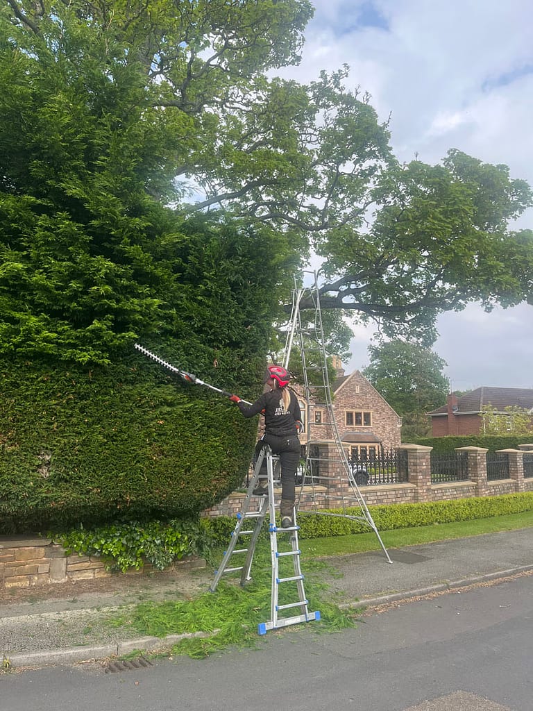 JRS Tree Services - Offering expert tree care and maintenance services, from tree removal to hedge trimming and preservation.