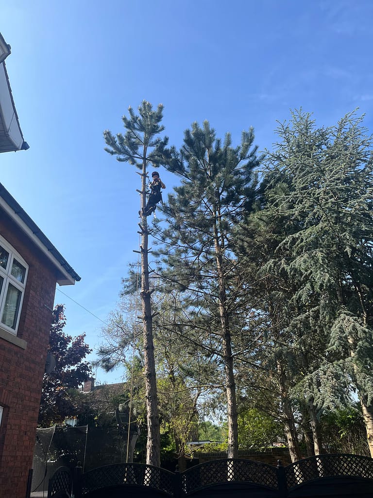 JRS Tree Services - Offering expert tree care and maintenance services, from tree removal to hedge trimming and preservation.