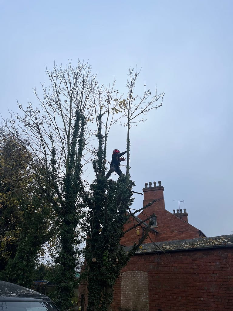 JRS Tree Services - Offering expert tree care and maintenance services, from tree removal to hedge trimming and preservation.