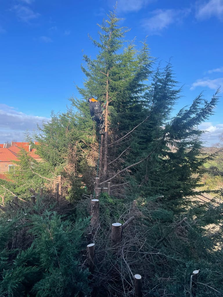 JRS Tree Services - Offering expert tree care and maintenance services, from tree removal to hedge trimming and preservation.