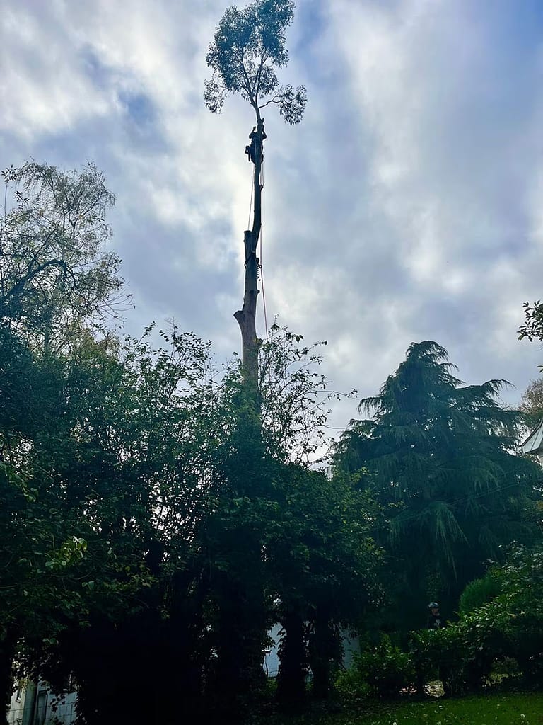 JRS Tree Services - Offering expert tree care and maintenance services, from tree removal to hedge trimming and preservation.