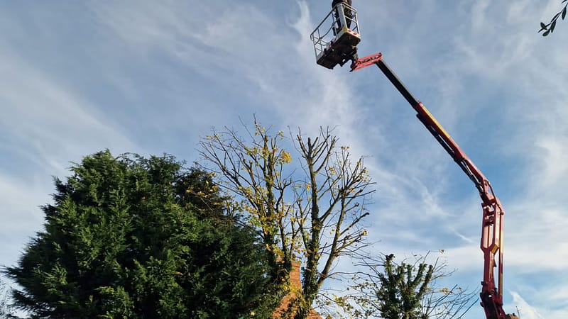 JRS Tree Services - Offering expert tree care and maintenance services, from tree removal to hedge trimming and preservation.