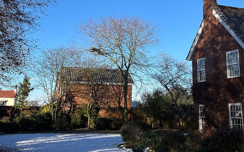 JRS Tree Services - Offering expert tree care and maintenance services, from tree removal to hedge trimming and preservation.