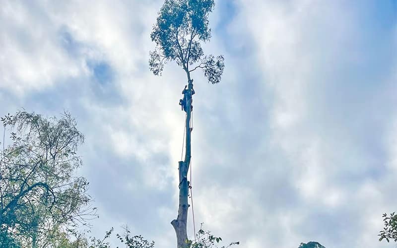 JRS Tree Services - Offering expert tree care and maintenance services, from tree removal to hedge trimming and preservation.